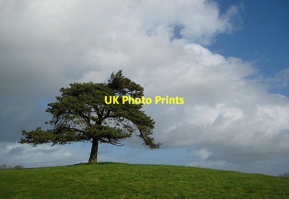 Photo 6"x4" Fir Tree Blackdown\/ST3903 c2012