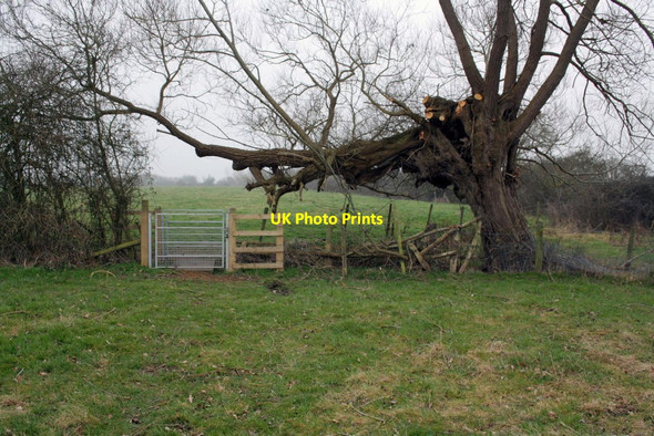 Photo 6"x4" Footpath gate under pollarded willow Stanford in the Vale c2012