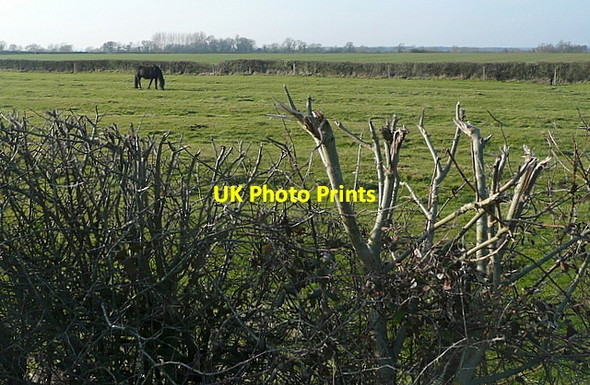 Photo 6"x4" Horse at Blackacres Stanford in the Vale c2012