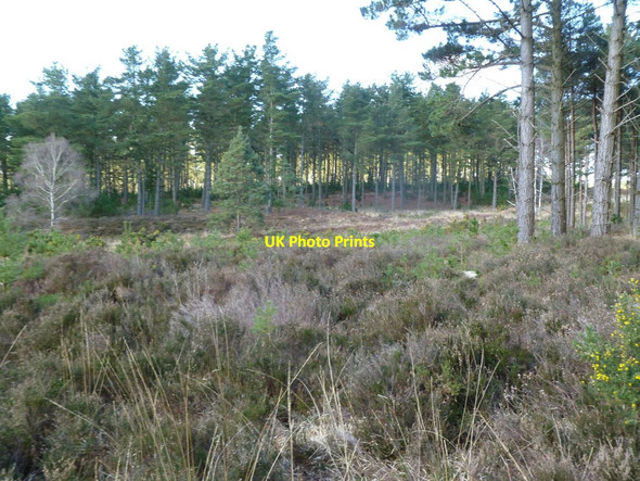 Photo 6"x4" Hethfelton Wood, heathland Stokeford c2012