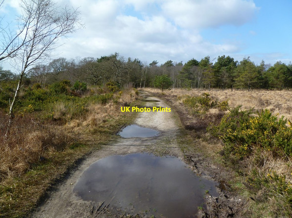 Photo 6"x4" Moreton Plantation, footpath Moreton\/SY8089 c2012