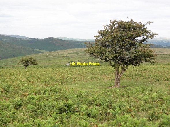 Photo 6"x4" Thorn Trees on Holne Moor Dartmeet c2011