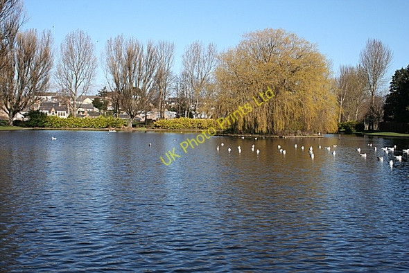 Photo 6"x4" Cooper Park Pond Elgin c2007