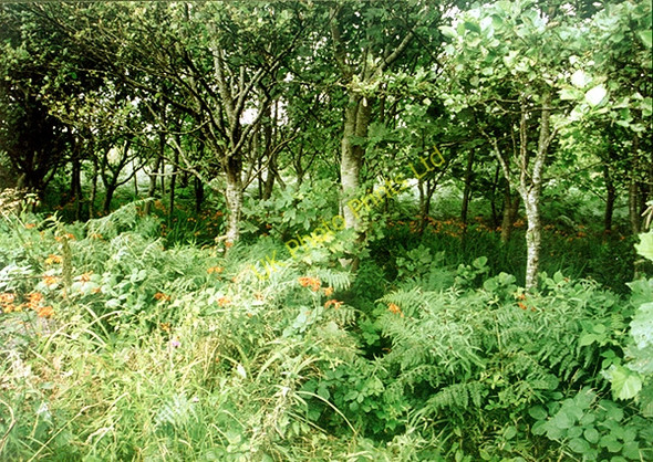 Photo 6"x4" Woodland north of Carn Brea Redruth c2002