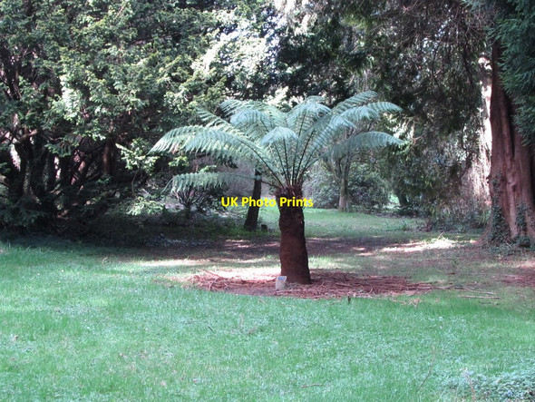 Photo 6"x4" A Dicksonia Antarctica in the Annesley Arboretum Castlewellan c2012