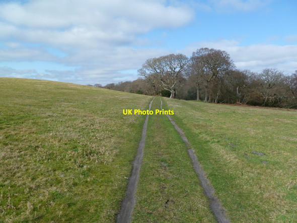 Photo 6"x4" Newton, bridleway Bushey\/SY9883 c2012