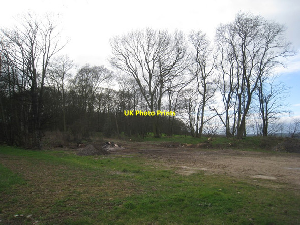 Photo 6"x4" Does this count as Primrose Plantation? Syerston c2012