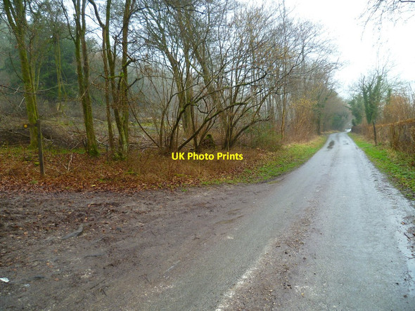 Photo 6"x4" Road by Stripeshill Copse looking north East Marden c2012