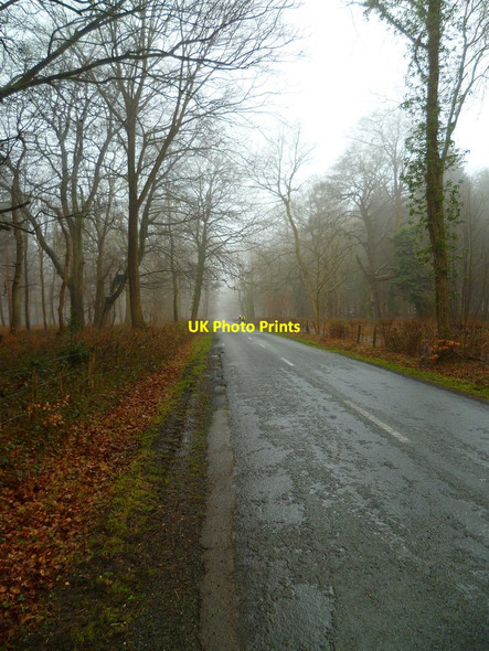 Photo 6"x4" Road through Stansted Forest looking south Forestside c2012