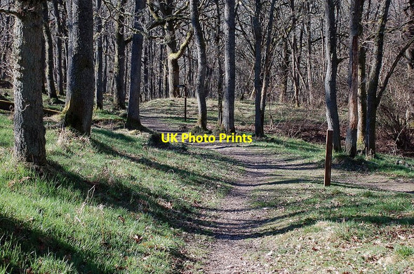 Photo 6"x4" Footpaths in Black Spout Wood, Pitlochry Pitlochry c2012