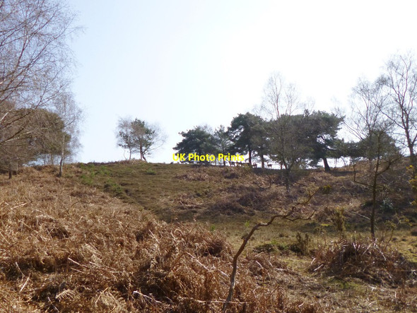 Photo 6"x4" Dorridge Hill, deer Furze Hill\/SU1711 c2012