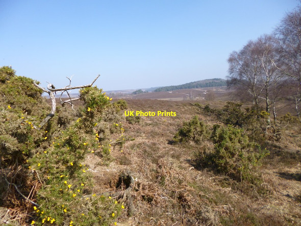 Photo 6"x4" Hyde, heathland Furze Hill\/SU1711 c2012