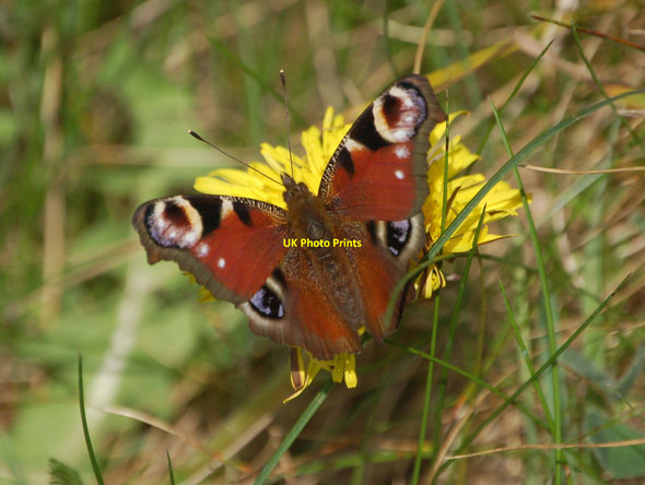 Photo 6"x4" Harbinger of Spring Shutton c2012