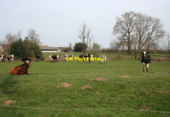 Photo 6"x4" Cattle pasture in Broomhall Green Broomhall\/SJ6247 c2010
