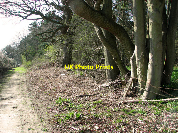 Photo 6"x4" Track past Larch Wood Salhouse c2012