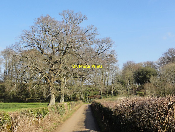 Photo 6"x4" Towards Tornewton Wotton Cross\/SX8069 c2012