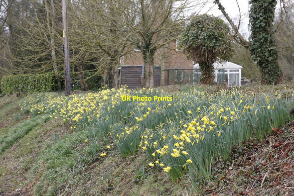 Photo 6"x4" Daffodils on the bank Bossington\/SU3331 c2012