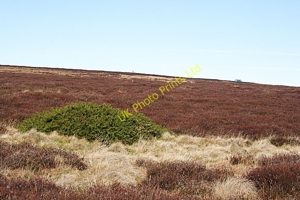 Photo 6"x4" Moss of Barluack Barluack c2007