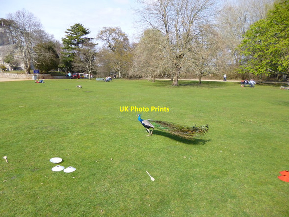 Photo 6"x4" Brownsea Island, peacock Sandbanks c2012