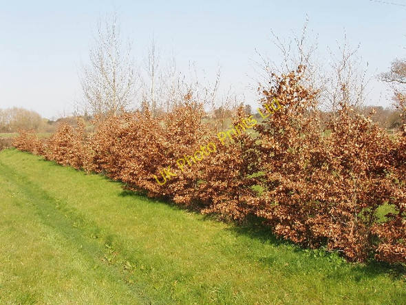 Photo 6"x4" Beech hedge, Horton cum Studley Horton-cum-Studley c2007