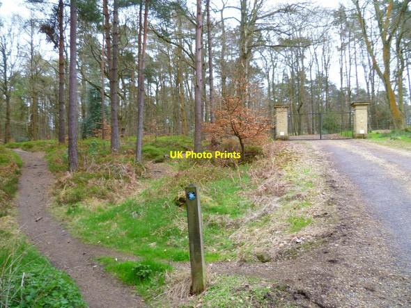 Photo 6"x4" Bridleway approaches road near impressive gates in Winterfold Wood Peaslake c2012