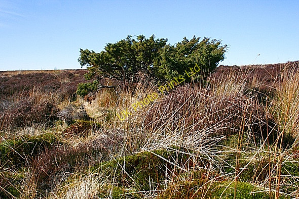 Photo 6"x4" Moss of Barluack Barluack c2007