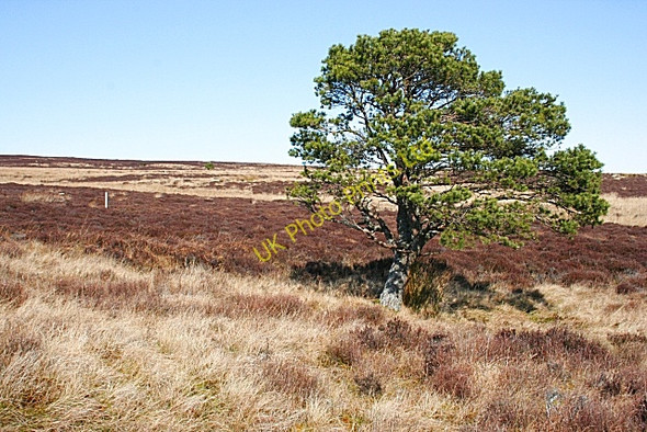 Photo 6"x4" Moss of Barluack Rothes c2007