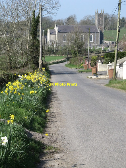 Photo 6"x4" Daffodils on Fernhill Road Annaclone c2012