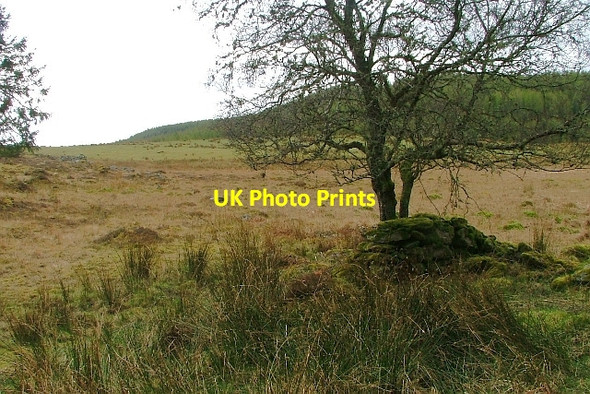 Photo 6"x4" Old Field Boundary Dalguise c2012