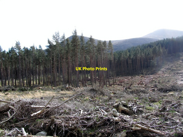 Photo 6"x4" Forest debris on clear fell site in Donard Forest Newcastle\/J3732 c2012