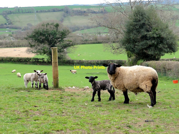 Photo 6"x4" Curious Sheep Hillside\/SX7060 c2012