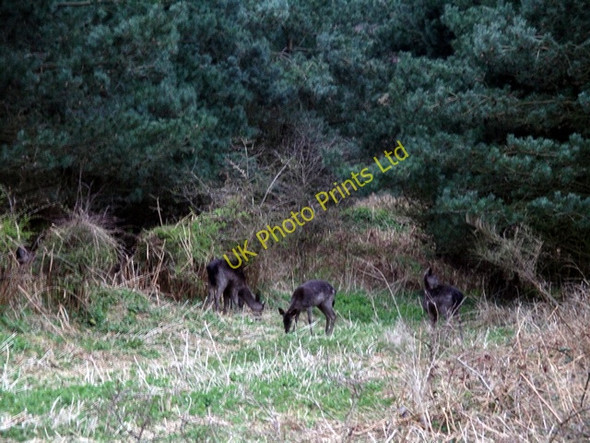 Photo 6"x4" Deer, Sherwood Pines Kings Clipstone c2007