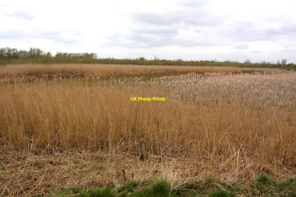 Photo 6"x4" The view from the bird hide over the reedbeds Waterhay c2012