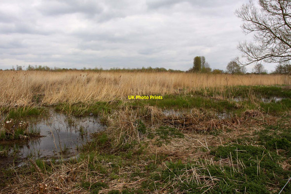 Photo 6"x4" Reedbeds by the Thames Path Waterhay c2012