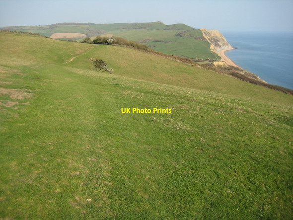 Photo 6"x4" The coast path approaching Seatown Chideock c2012