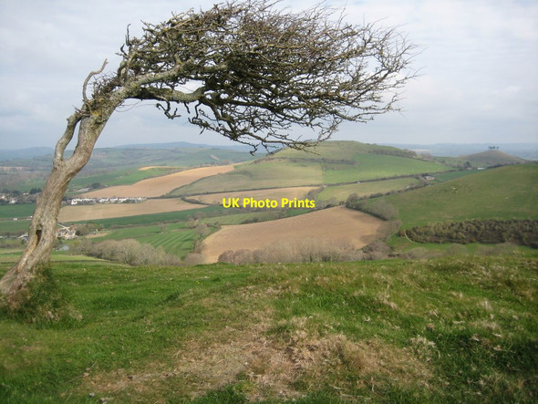 Photo 6"x4" Stunted tree on Thorncombe Beacon Eype's Mouth c2012