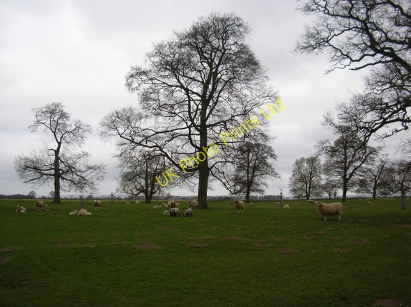 Photo 6"x4" Sheep near Myton Hall Myton Hall c2007