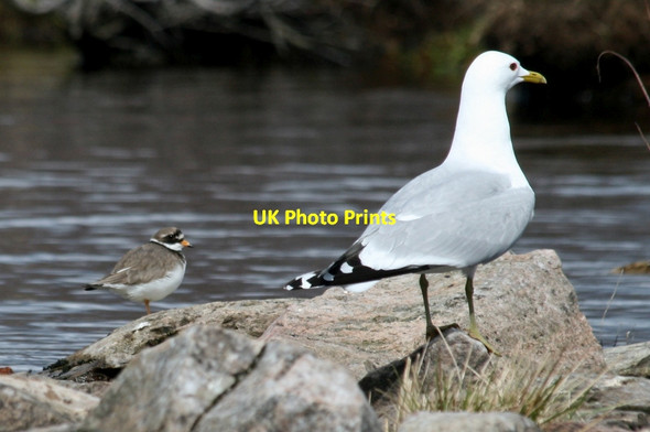 Photo 6"x4" Diversity of nature.... Tirryside c2012