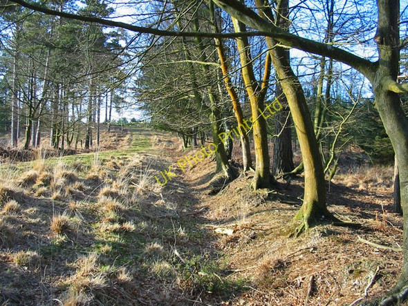 Photo 6"x4" Inclosure ditch and bank, New Forest. Stoney Cross c2007