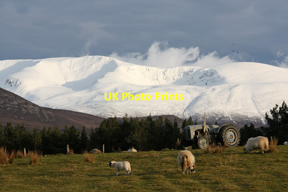 Photo 6"x4" Grazing field at Whitewell Coylumbridge c2012