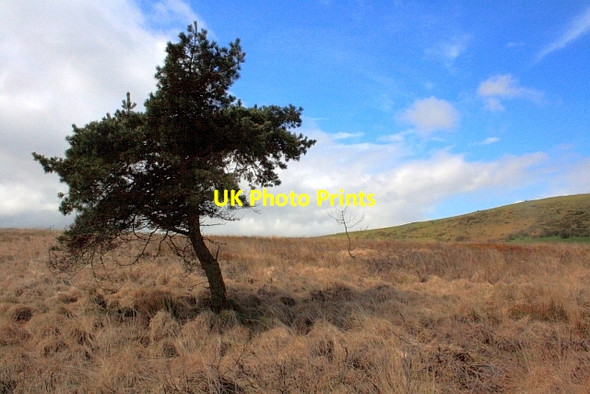 Photo 6"x4" Tree near Brand Plantation Colshaw c2012