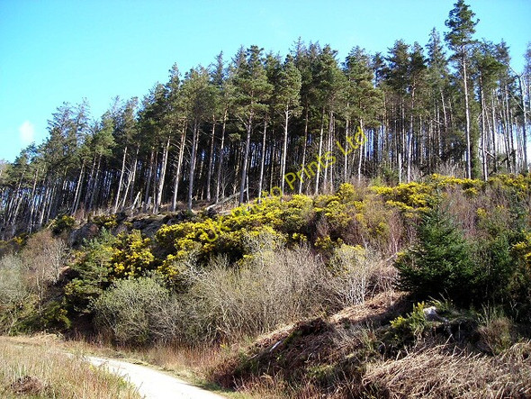 Photo 6"x4" Conifers and Gorse on Moyle Hill Palnackie c2007