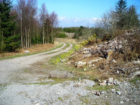 Photo 6"x4" Track in Dalbeattie Forest Palnackie c2007