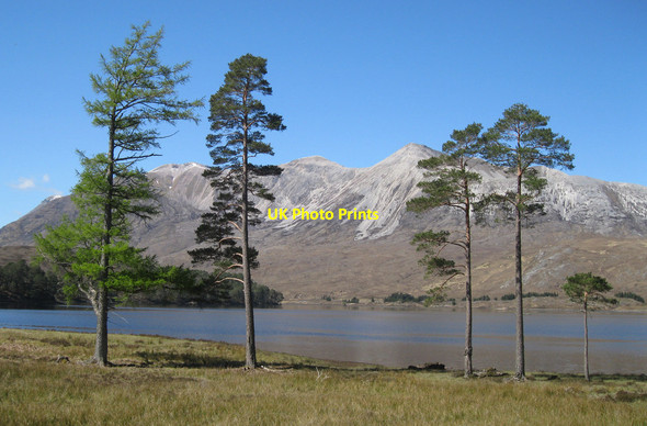 Photo 6"x4" Pine trees and Loch Clair Coulin Lodge c2012