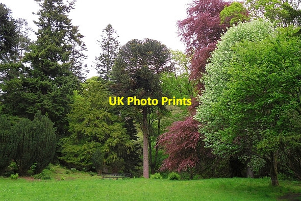 Photo 6"x4" The Glade, near Aira Force Dockray\/NY3921 c2011