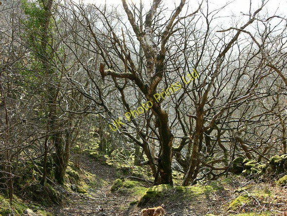 Photo 6"x4" Forest Path Arthog c2007