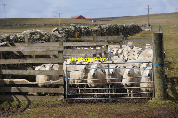 Photo 6"x4" Sheep gathered in at Uyeasound Uyeasound c2012