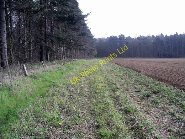 Photo 6"x4" Edge of West Wood 2 Broughton\/SE9608 c2007