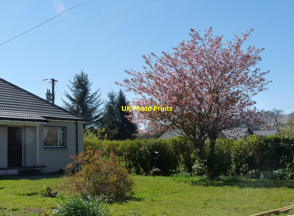 Photo 6"x4" Blooming cherry in a Duisky garden Duisky c2012