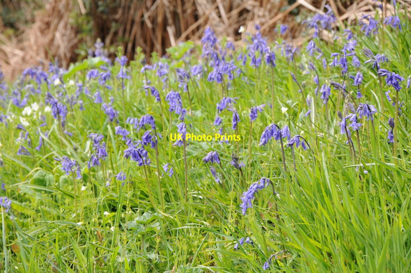 Photo 6"x4" Roadside bluebells Brilley Mountain c2012